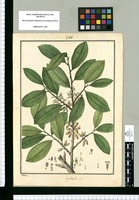 Erythroxylon [sic] coca / Galvez. Original drawing from Ruiz & Pavón's Expedition (1777-1816)