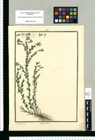 Cuphea ciliata / Is[idro] Galvez delin. Original drawing from Ruiz & Pavón's Expedition (1777-1816)
