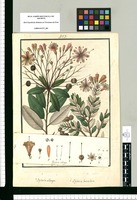 Bejaria oblonga; Bejaria lanceolata / [Francisco Pulgar]. Original drawing from Ruiz & Pavón's Expedition (1777-1816)