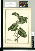 Psidium emarginatum / Fran[cis]co Pulgar. Original drawing from Ruiz & Pavón's Expedition (1777-1816)