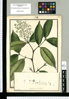 Calyptranthes paniculata / Galvez. Original drawing from Ruiz & Pavón's Expedition (1777-1816)