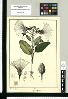 Capparis angulata / Jose Gab[rie]l Rivera del. Original drawing from Ruiz & Pavón's Expedition (1777-1816)