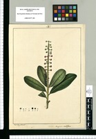 Marcgravia cacabifera / Xavier Cortes y Alcoser del. Original drawing from Ruiz & Pavón's Expedition (1777-1816)