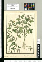 Mentzelia triloba; Loasa triloba / Is[idro] Galvez delin. Original drawing from Ruiz & Pavón's Expedition (1777-1816)