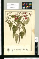 Vallea cordifolia / Fran[cis]co Pulgar. Original drawing from Ruiz & Pavón's Expedition (1777-1816)