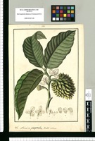 Annona pteropetala. Pueblo Nuevo / Fran[cis]co Pulgar. Original drawing from Ruiz & Pavón's Expedition (1777-1816)