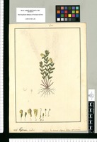 Euphrasia bicolor. Original drawing from Ruiz & Pavón's Expedition (1777-1816)