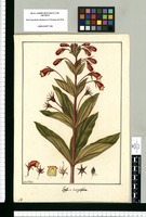 Gesneria integrifolia / Fran[cis]co Pulgar. Original drawing from Ruiz & Pavón's Expedition (1777-1816)