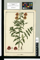 Alonsoa caulialata / Fran[cis]co Pulgar. Original drawing from Ruiz & Pavón's Expedition (1777-1816)