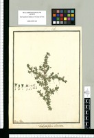 Calytriplex obovata / Ysidro Galbez. Original drawing from Ruiz & Pavón's Expedition (1777-1816)