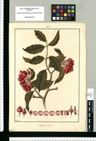 Symphonia nutans / Fran[cis]co Pulgar. Original drawing from Ruiz & Pavón's Expedition (1777-1816)