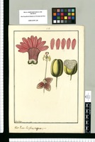 Partes Passiflorae trigonocarpae / Fran[cis]co Pulgar. Original drawing from Ruiz & Pavón's Expedition (1777-1816)