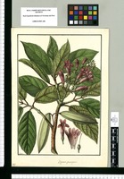 Bignonia pentagona / Galvez. Original drawing from Ruiz & Pavón's Expedition (1777-1816)