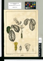 Bignonia / José Gab[riel] Rivera. del. Original drawing from Ruiz & Pavón's Expedition (1777-1816)