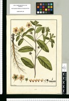 Sida [frutescens] / Fran[cis]co Pulgar. Original drawing from Ruiz & Pavón's Expedition (1777-1816)