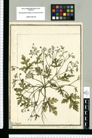 Sida pterosperma L'heritier; Sida multifida Flor. Peruan. / J[ose]ph Brunete. Original drawing from Ruiz & Pavón's Expedition (1777-1816)