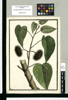 Urena? [fasciculata] / Brunete. Original drawing from Ruiz & Pavón's Expedition (1777-1816)