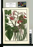 Erythrina [incarnata] / Galvez. Original drawing from Ruiz & Pavón's Expedition (1777-1816)