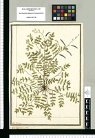 Hedysarum prostratum F.P. / J[ose]ph Brunete. Original drawing from Ruiz & Pavón's Expedition (1777-1816)