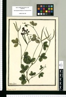 Phaseolus alatus? L. / Ysidro Galvez. Original drawing from Ruiz & Pavón's Expedition (1777-1816)