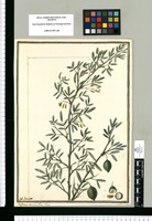 Geoffraea [sic] spinosa Jacq. Linnei / J[ose]ph Brunete. Original drawing from Ruiz & Pavón's Expedition (1777-1816)