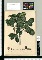 Symplocos? / Xavier Cortés del. Original drawing from Ruiz & Pavón's Expedition (1777-1816)
