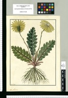 Aster / Fran[cis]co Pulgar. Original drawing from Ruiz & Pavón's Expedition (1777-1816)