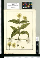 Polymnia repens: ¿an silphium? / Fran[cis]co Pulgar. Original drawing from Ruiz & Pavón's Expedition (1777-1816)