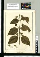 Pascaliae species / Fran[cis]co Pulgar. Original drawing from Ruiz & Pavón's Expedition (1777-1816)