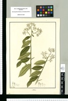 Molina / Fran[cis]co Pulgar. Original drawing from Ruiz & Pavón's Expedition (1777-1816)