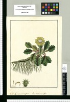 ¿Cineraria? repens: Gen. Cinerariae affine / Fran[cis]co Pulgar. Original drawing from Ruiz & Pavón's Expedition (1777-1816)