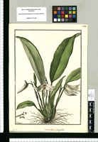 Maxillaria platypetala / Galvez. Original drawing from Ruiz & Pavón's Expedition (1777-1816)