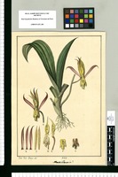 Maxillaria? / José Gab[riel] Rivera del. Original drawing from Ruiz & Pavón's Expedition (1777-1816)