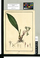 Orchis / J[osé] G[abriel] R[ivera] del. Original drawing from Ruiz & Pavón's Expedition (1777-1816)