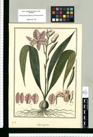 Bletia repanda / Fran[cis]co Pulgar. Original drawing from Ruiz & Pavón's Expedition (1777-1816)