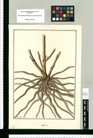 Sobralia? / Fran[cis]co Pulgar. Original drawing from Ruiz & Pavón's Expedition (1777-1816)