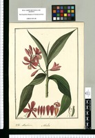 Sobralia; Arethusa / Fran[cis]co Pulgar. Original drawing from Ruiz & Pavón's Expedition (1777-1816)