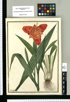 Ferraria pavonia / Ysidro Galvez. Original drawing from Ruiz & Pavón's Expedition (1777-1816)