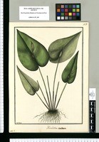 Humboldtia cordata / Fran[cis]co Pulgar. Original drawing from Ruiz & Pavón's Expedition (1777-1816)