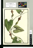 Aristolochia grandiflora F.P. / Brunete. Original drawing from Ruiz & Pavón's Expedition (1777-1816)