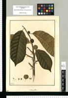 Morus globosa / Fran[cis]co Pulgar. Original drawing from Ruiz & Pavón's Expedition (1777-1816)