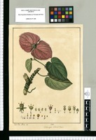 Dalecampia [sic] colorata? rosea / José Gab[riel] Rivera del. Original drawing from Ruiz & Pavón's Expedition (1777-1816)