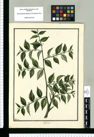 Phyllanthus [foetidus] / Galvez. Original drawing from Ruiz & Pavón's Expedition (1777-1816)