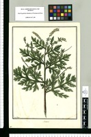 Ambrosia [artemisiifolia] / Fran[cis]co Pulgar. Original drawing from Ruiz & Pavón's Expedition (1777-1816)
