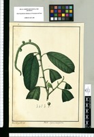 Sapium aucuparium / Xav[ier] C[or]tes y Alco[ce]r del. Original drawing from Ruiz & Pavón's Expedition (1777-1816)