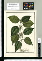 [Urtica hirsuta] / Galvez. Original drawing from Ruiz & Pavón's Expedition (1777-1816)