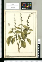 Croton balsamif. Jacq. L. Sist. Nat. / J[ose]ph Brunete. Original drawing from Ruiz & Pavón's Expedition (1777-1816)