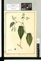 Croton scandens / J[osé] G[abriel] R[ivera] del. Original drawing from Ruiz & Pavón's Expedition (1777-1816)