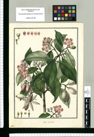 Clusia decussata / Galvez. Original drawing from Ruiz & Pavón's Expedition (1777-1816)