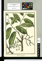 Clarisia racemosa / Galvez. Original drawing from Ruiz & Pavón's Expedition (1777-1816)